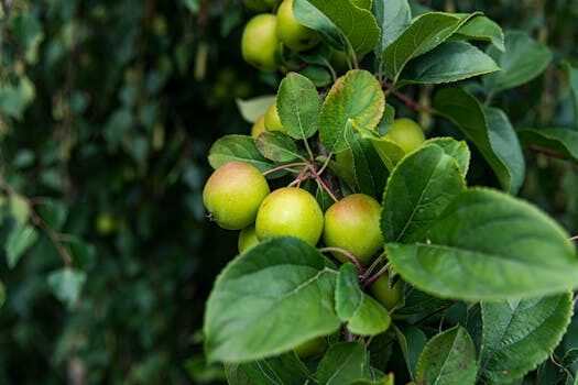 Apple Music Replay 2024: how to get it